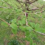 Metasequoia glyptostroboidesFulla