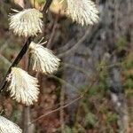 Salix humilis Floare