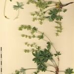 Alchemilla petiolulans Other