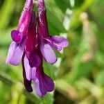 Vicia eriocarpa Blodyn