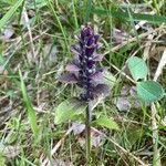 Ajuga pyramidalisKvět