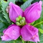 Chelone obliqua Flower