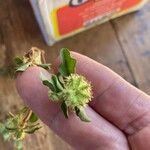 Acanthospermum australe Fruit