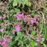 Silene pendulaFlower