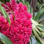 Alpinia purpurata Flower
