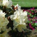 Rhododendron fletcherianum Kvet