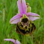 Ophrys vetula Mosusu