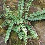 Asplenium trichomanesBlad