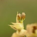 Bupleurum baldense Fruit