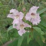 × Chitalpa tashkentensis Flors