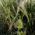 Echinaria capitata Blüte