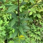 Doellingeria umbellata Hoja