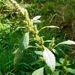 Amaranthus retroflexus Foglia