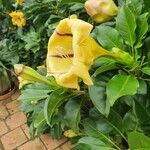 Solandra maxima Blüte