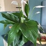 Spathiphyllum cannifolium Levél