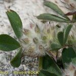 Trifolium saxatile Frucht