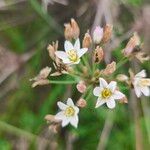 Nothoscordum gracile 花