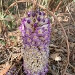 Cistanche violacea 花