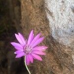 Xeranthemum annuum Flower