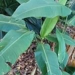 Heliconia latispatha Hoja