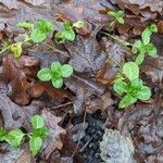 Veronica beccabunga Habit