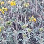 Phlomis fruticosaপাতা