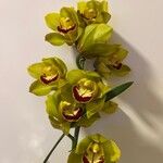 Cymbidium devonianumফুল