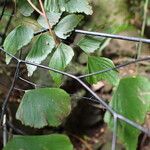 Adiantum trapeziforme पत्ता