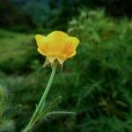 Ranunculus bulbosus Flower