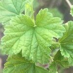 Ribes magellanicum Hoja