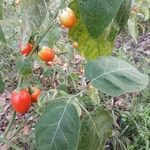 Solanum aethiopicum পাতা