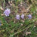 Scabiosa canescens आदत