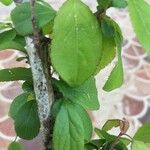 Prunus domestica Fuelha
