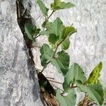 Aristolochia pistolochia Blad