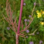 Conopodium majus Leaf