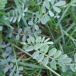Hippocrepis biflora Likasa