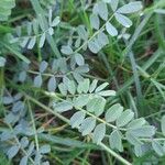 Hippocrepis biflora Leaf