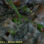 Scrophularia pyrenaica Outro