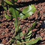 Euphorbia lacei