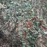 Cotoneaster glaucophyllus Fruit