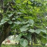 Tilia americanaLeaf