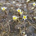 Ranunculus trichophyllusFlower