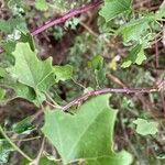 Chenopodium oahuense ഇല