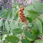 Rhus coriaria Фрукт