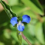 Commelina cyanea Flor
