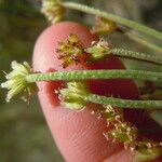 Lomatium triternatum Φρούτο