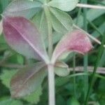 Galium rotundifolium List