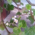 Begonia hirtella 整株植物