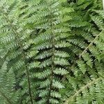 Polystichum braunii Лист