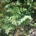 Oenanthe sarmentosa Habit